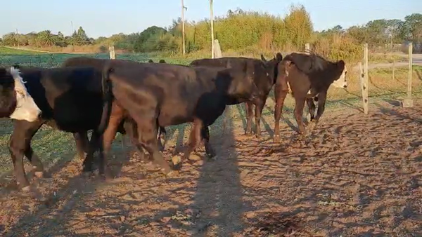 Lote Vaquillonas 1 a 2 Años