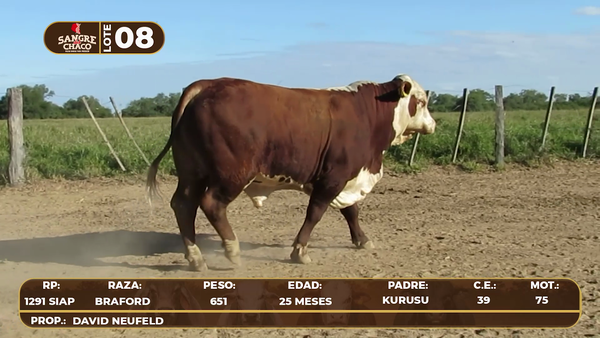 Lote Lote 8