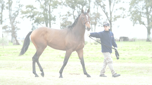Lote NAZARIO ZELLE (NICODEMUS - MARGARETHA ZELLE)