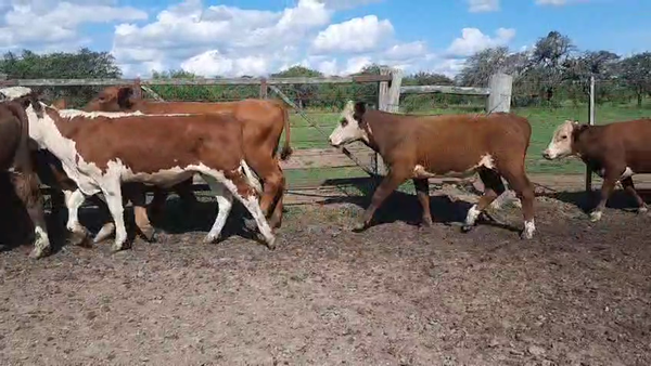 Lote 34 Novillos