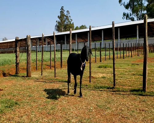Lote Hembra P3 en Santa Rita