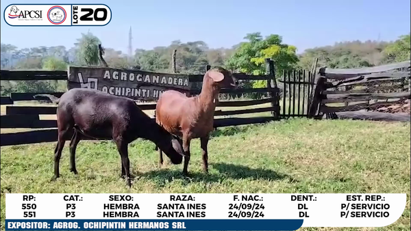 Lote LOTE 20