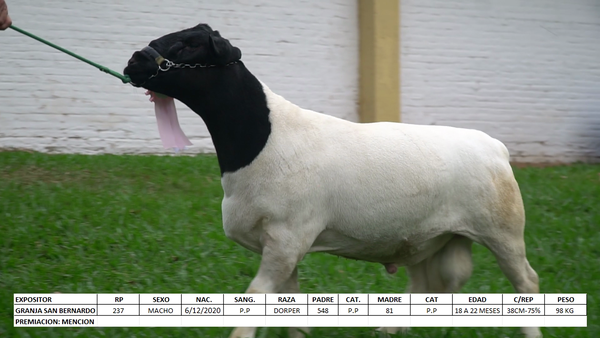 Lote Dorper Expo Internacional 2022 - Lote 12