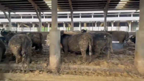 Lote 42 Vaquilla Gorda en Los Ángeles, VIII Región Biobío