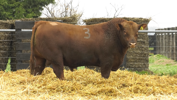 3 - 4087C — TOROS ANGUS PURO CONTROLADO
