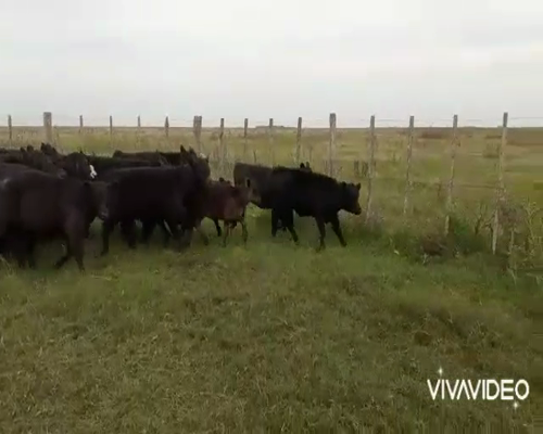 Lote 65 Terneros/as en Gral. Lavalle, Buenos Aires