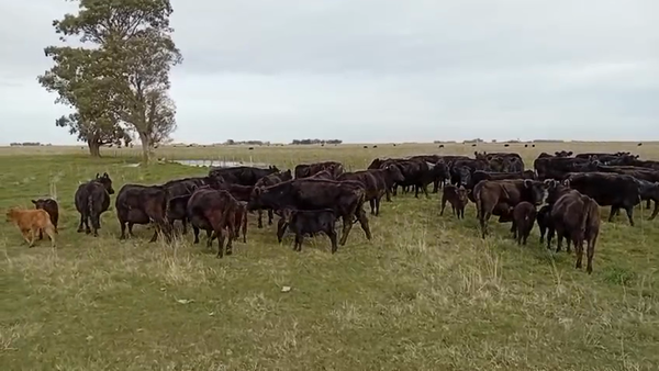 Lote 60 Vacas usadas paridas