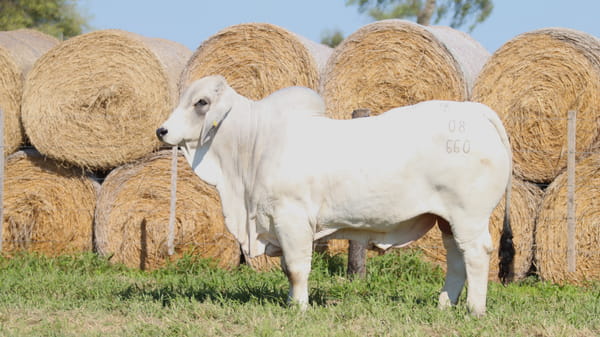 Lote LOTE 58