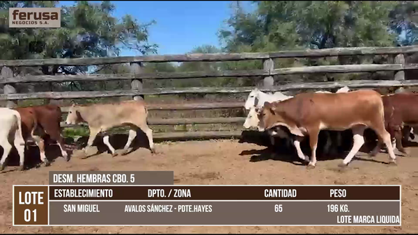Lote LOTE 1