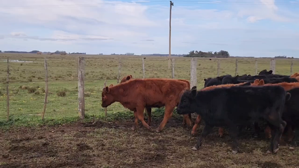 Lote 115 Terneros en Verónica, Buenos Aires