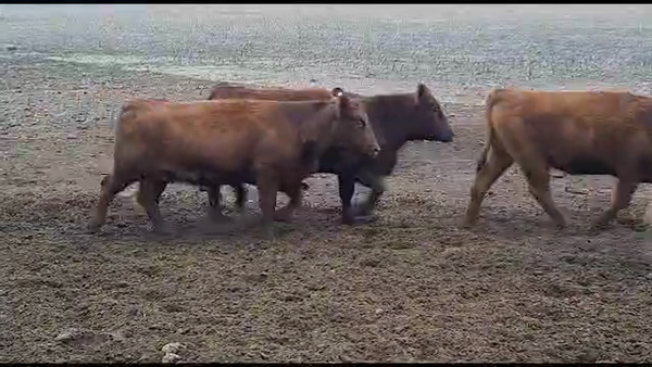 Lote 20 Vacas nuevas C/ gtia de preñez en Pellegrini, Buenos Aires