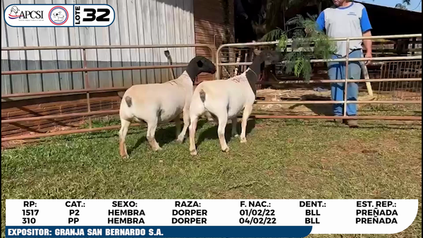 Lote LOTE 32