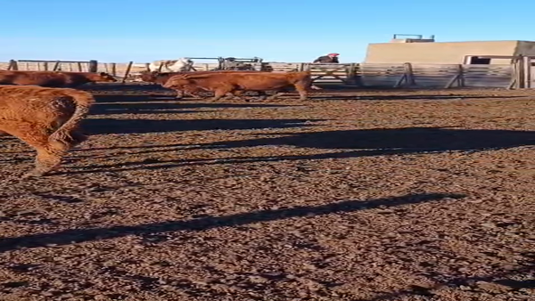 Lote 75 Terneras en Laprida