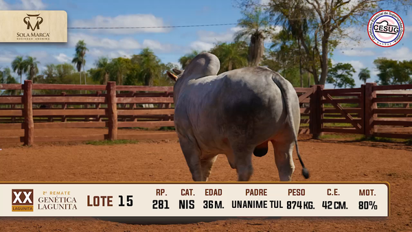 Lote Lote 15