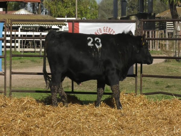 Lote TOROS ANGUS NEGROS PC