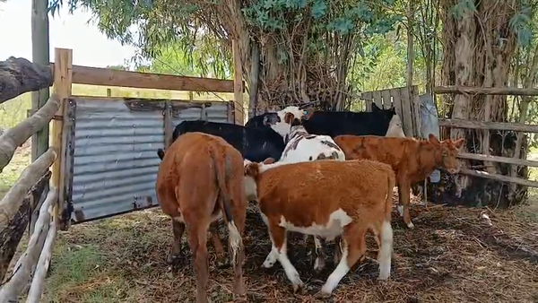 Lote 5 Terneros, San José