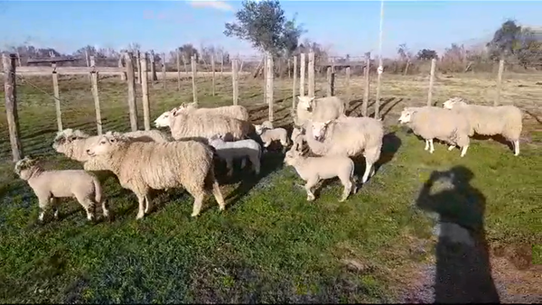 Lote PIEZAS DE CRIA OVINA