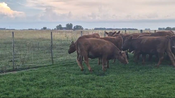 Lote 30 Vaquillonas P/ entorar