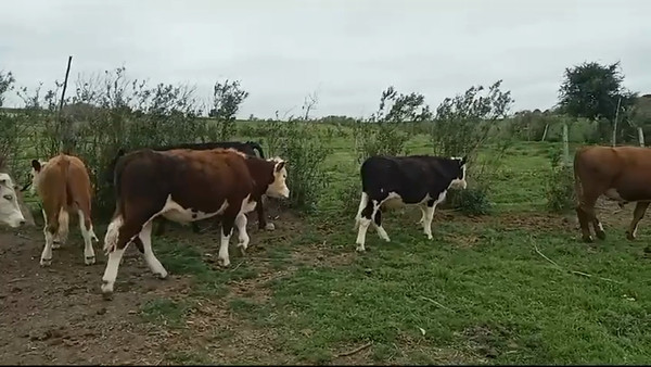 Lote (Vendido)11 Novillos 1 a 2 años CRUZAS 270kg -  en ESPINILLO