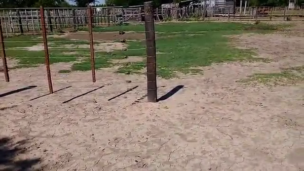 Lote 33 Vacas de invernar en Gral. San Martín, Chaco