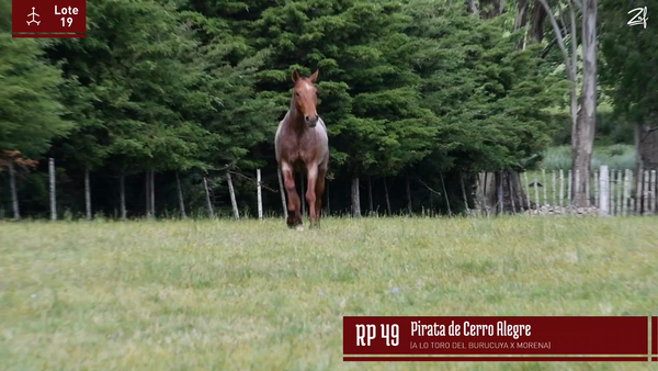 Lote PIRATA DE CERRO ALEGRE