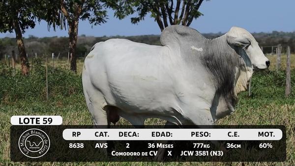 Lote LOTE 59