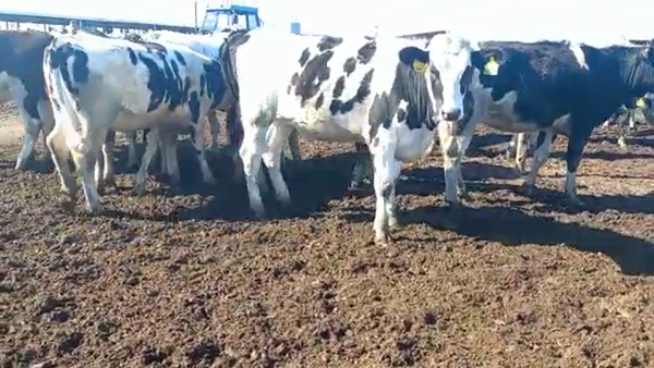 Lote Agroindustria Montechiari