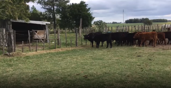 Lote 21 Terneros en San José