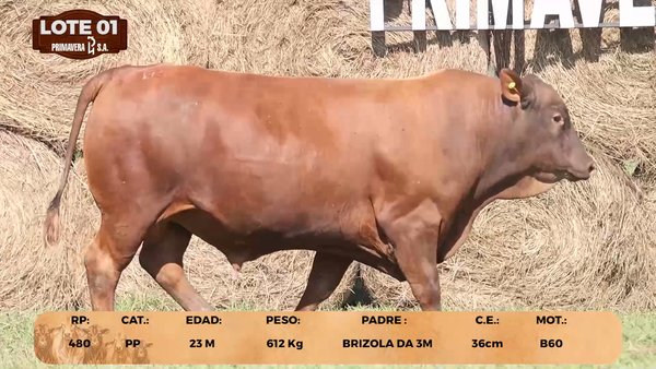 Lote LOTE 1