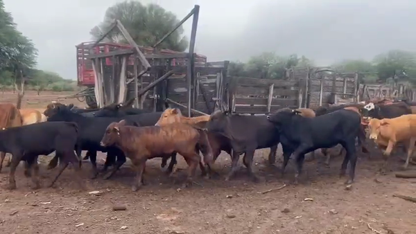 Lote 70 Terneras en Suncho Corral, Santiago del Estero