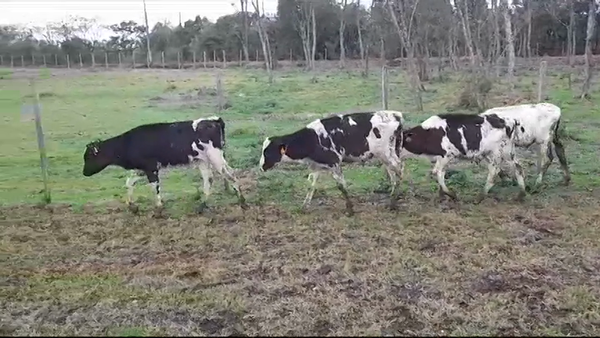 Lote TERNEROS HOLANDO