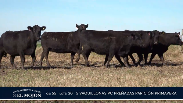 Lote NEGRAS PREÑADAS PARICIÓN PRIMAVERA