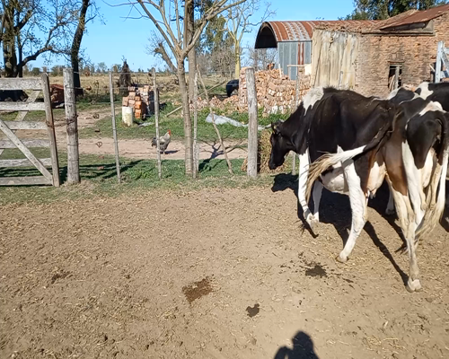 Lote Lote 79  Sapino Silvio