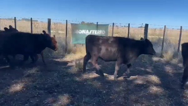 Lote 30 Terneros/as en Olavarría