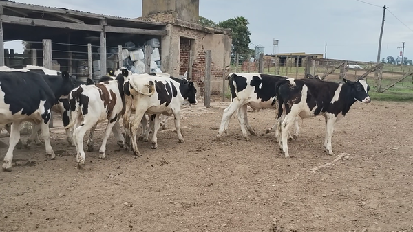 Lote 28 Novillitos Holando Argentino en Brinkmann, Córdoba.