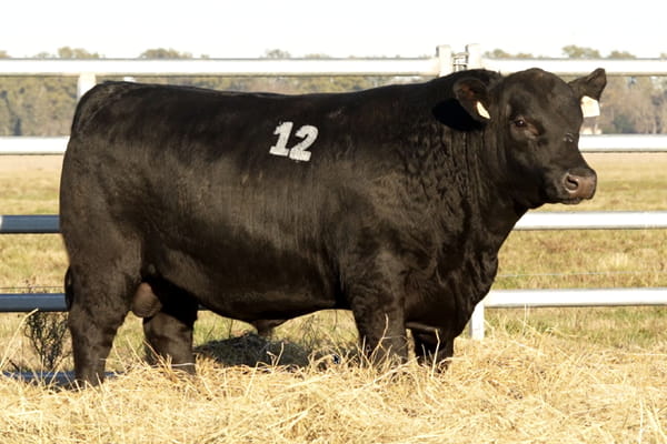 12 — TOROS ANGUS PUROS CONTROLADOS