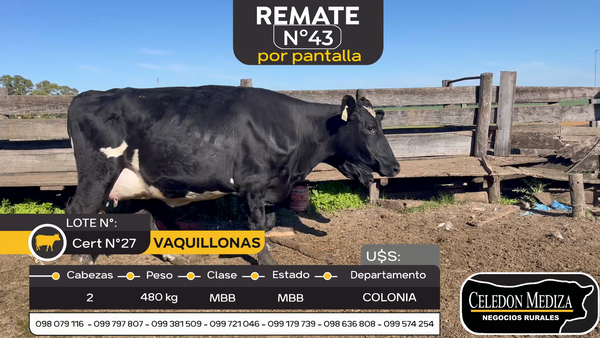Lote 2 Vacas en produccion en Otra Localidad, Colonia