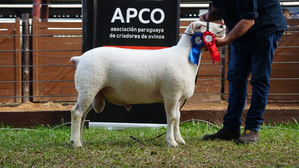 Lote Texel Expo Internacional 2022 - Lote 31