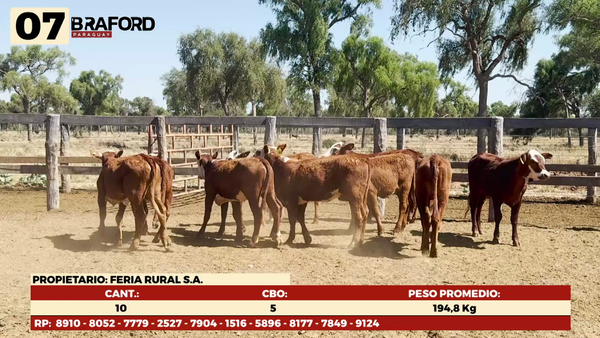 Lote LOTE 7 HEMBRAS TIPO BRAFORD
