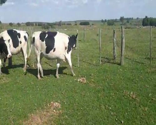 Lote 4 Vaquillonas  HOLANDO 500kg - , San José