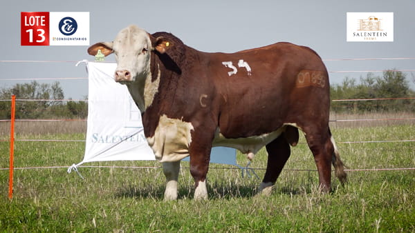 Lote LOTE 13 - TORO BRAFORD NO. 34