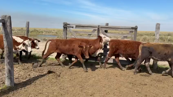 Lote 280 Novillitos