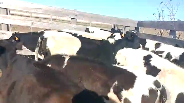 Lote 14 Terneros Holando