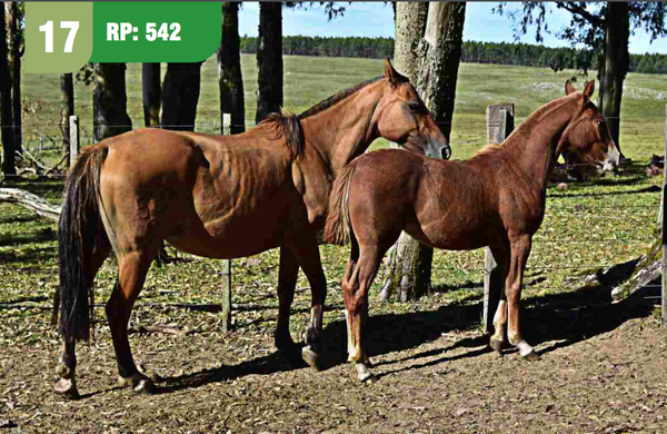 Lote GATA CUARTEADOR