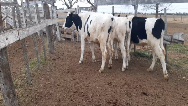 Lote 3 Terneros en Sunchales, Santa Fe