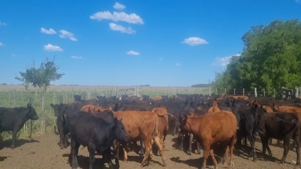 Lote 116 Terneros en Gral. Madariaga, Buenos Aires