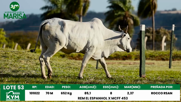 Lote Lote 53