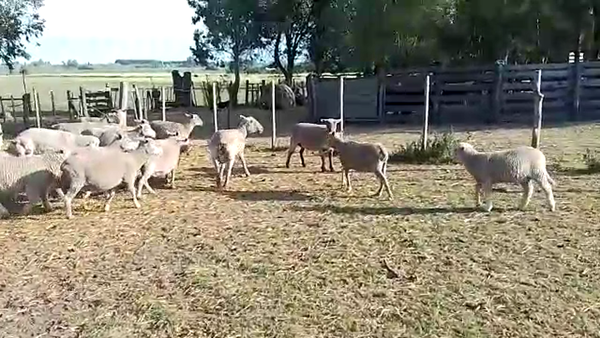 Lote 20 Piezas de cría, San José