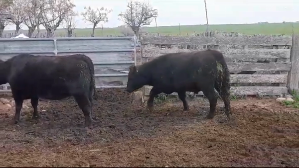 Lote NOVILLO - VAQUILLONA