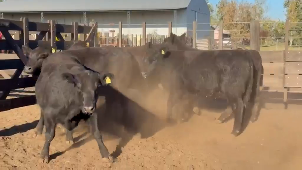 Lote Vaquillonas Val p servicio - San Ignacio de Vaccaro